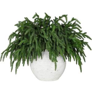 19 Elevated Amazon Modern Organic Christmas Finds